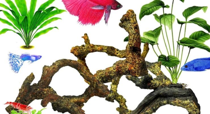 corisrx driftwood review