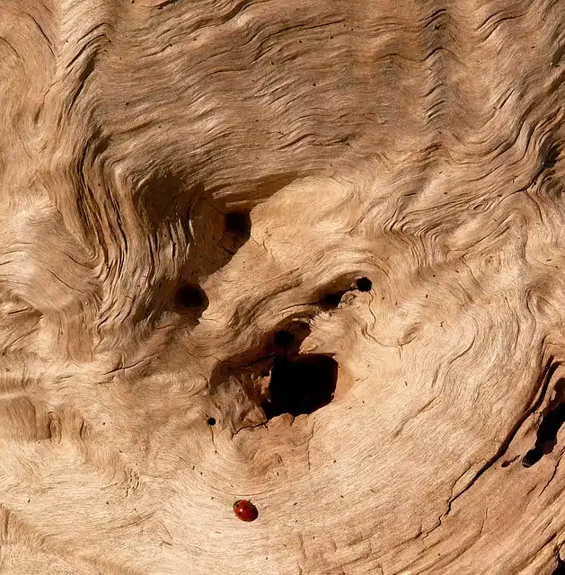 drink, nature, tree