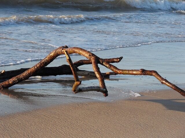 driftwood, wood, beach