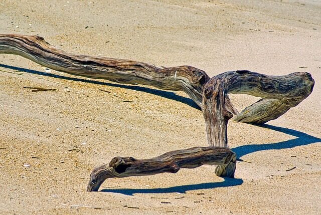 driftwood, nature, sea