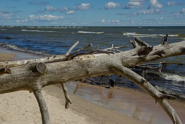 baltic sea, latvia, driftwood