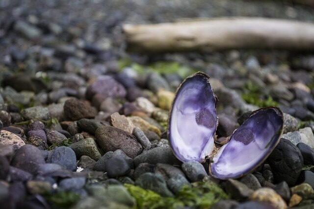 mussel, ocean, pacific