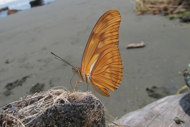 dryas iulia, beach, driftwood