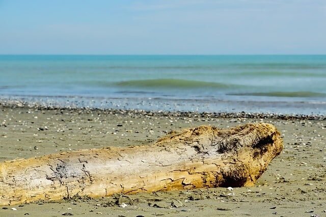 waters, sea, driftwood