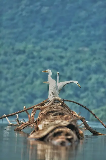 egret, birds, driftwood