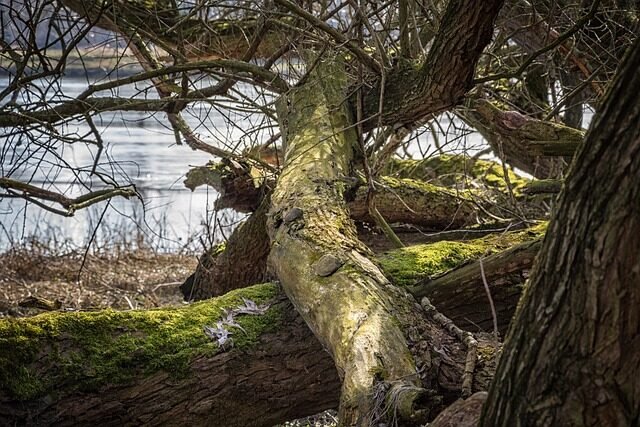 driftwood, pearls, decoration