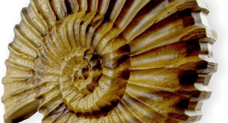 roro coastal charm handcarved nautical wood nautilus shell wall hanging review