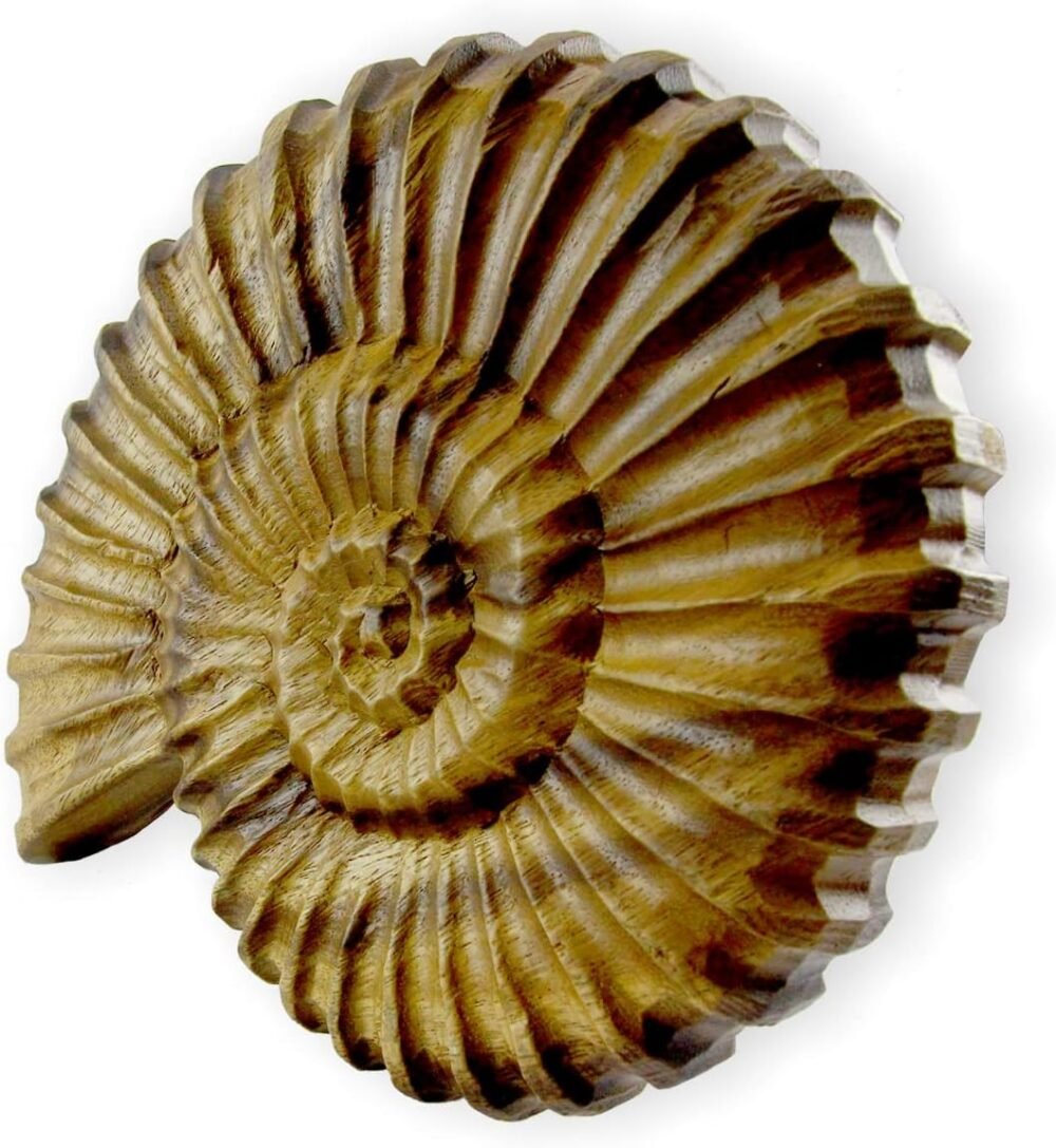 roro coastal charm handcarved nautical wood nautilus shell wall hanging review