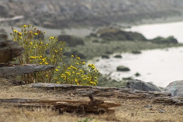 beach, nature, driftwood