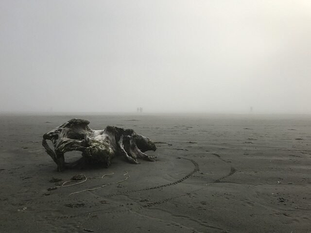 driftwood, foggy, sand