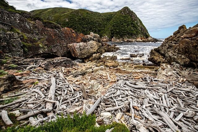 landscape, driftwood, beach