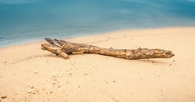driftwood, flotsam, beach