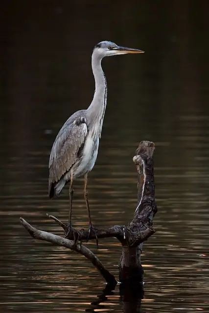 grey heron, heron, bird