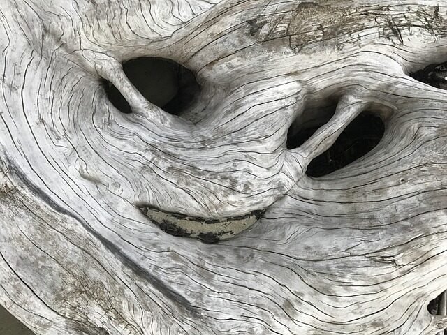 driftwood, nature, texture