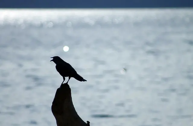 bird, crow, silhouette