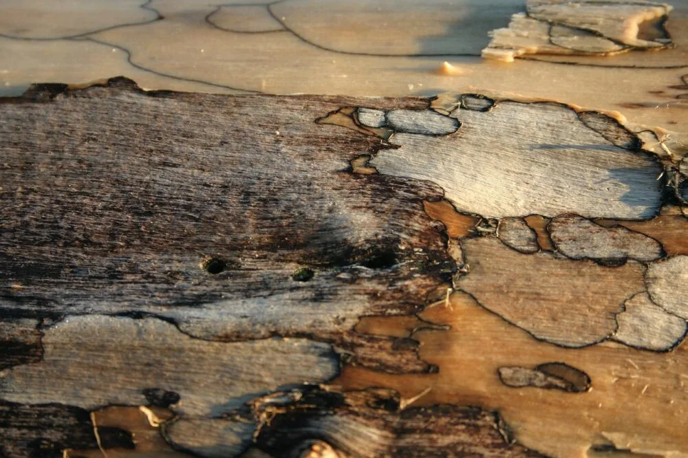 Driftwood Art Abstract