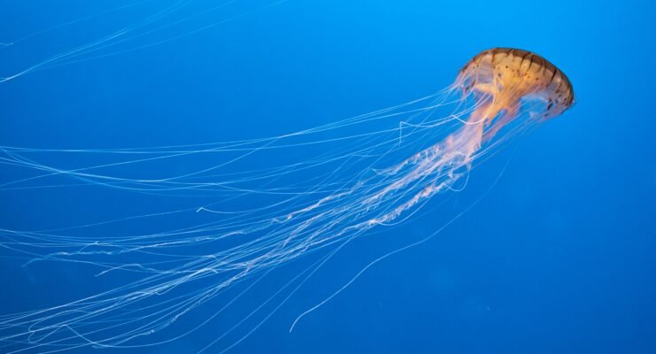 driftwood art aquarium 1 scaled