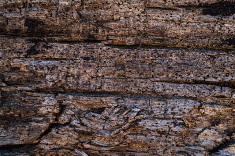 driftwood art decor scaled