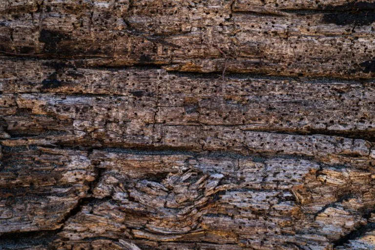 driftwood art decor scaled