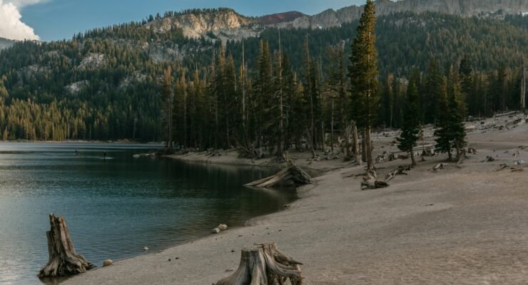 driftwood crafts ideas creative scaled