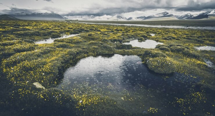 driftwood eucalyptus wall hanging 2 scaled