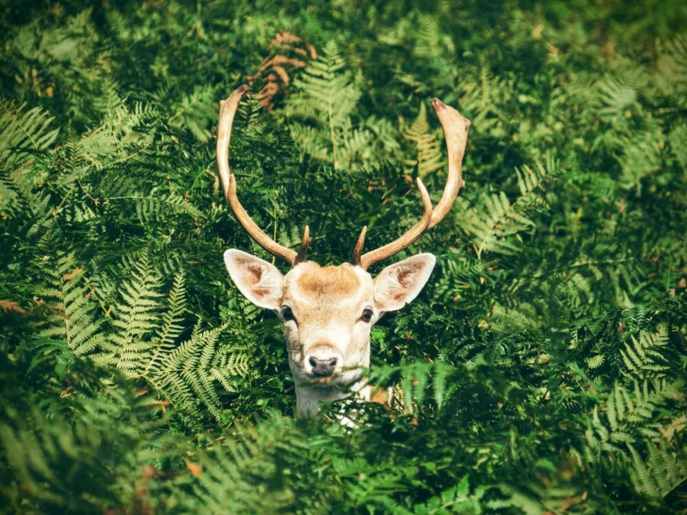 European Deer Mount On Driftwood