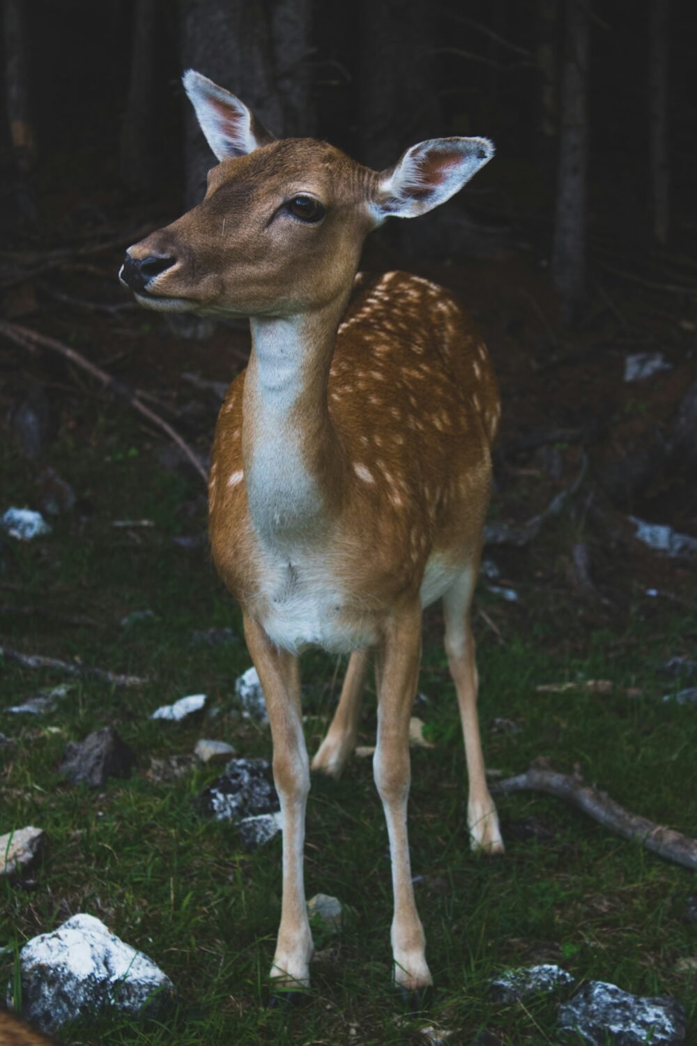 European Deer Mount On Driftwood European Deer Mount On Driftwood