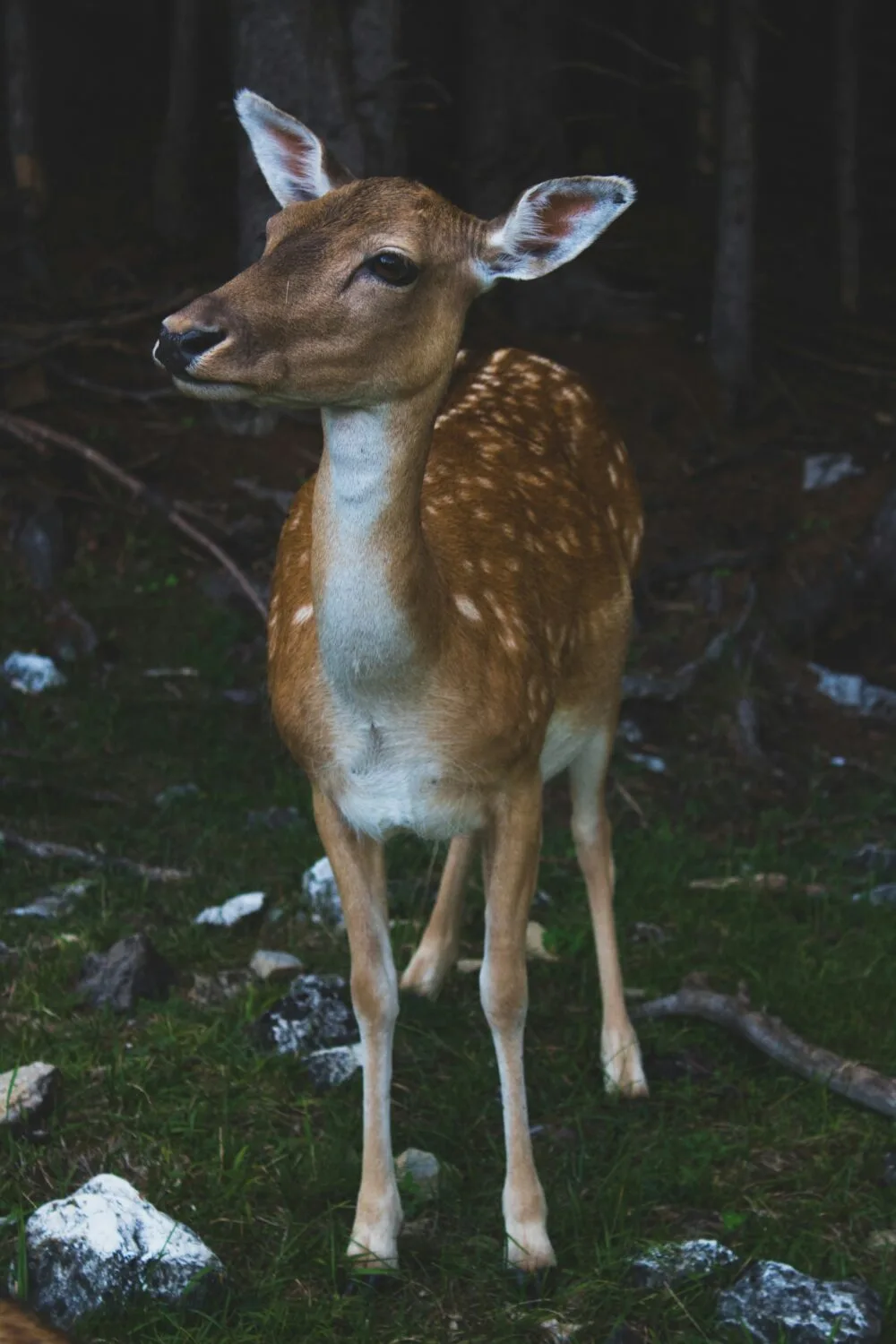 European Deer Mount On Driftwood