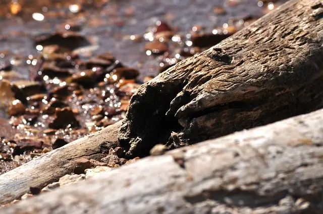 driftwood, log, water