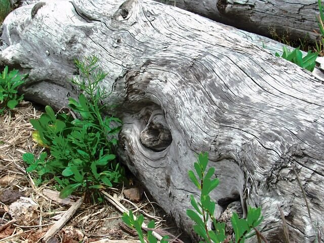 driftwood, coast, tree