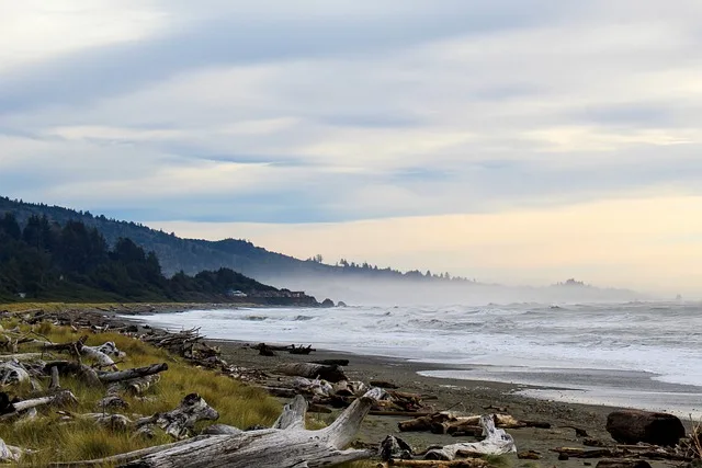 seascape, driftwood, mountains