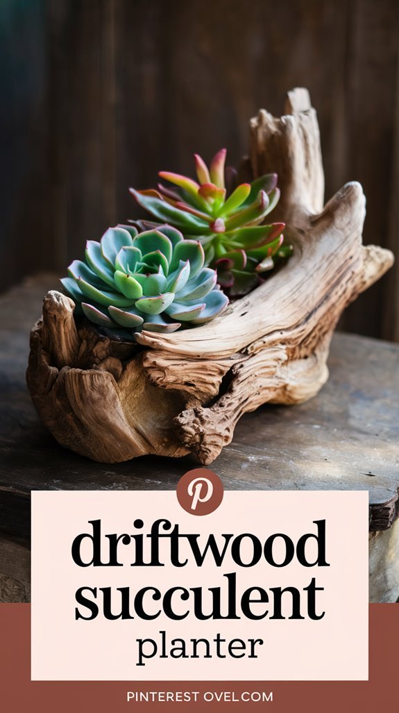 driftwood succulent planter creation