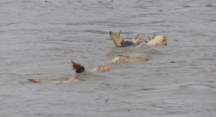 gfaacfcffcccfdfbaaadaffefafdadabdefcecfbb