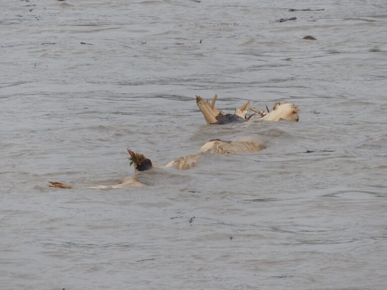 gfaacfcffcccfdfbaaadaffefafdadabdefcecfbb