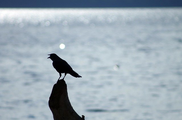 bird, crow, silhouette, black, ocean, driftwood, nature