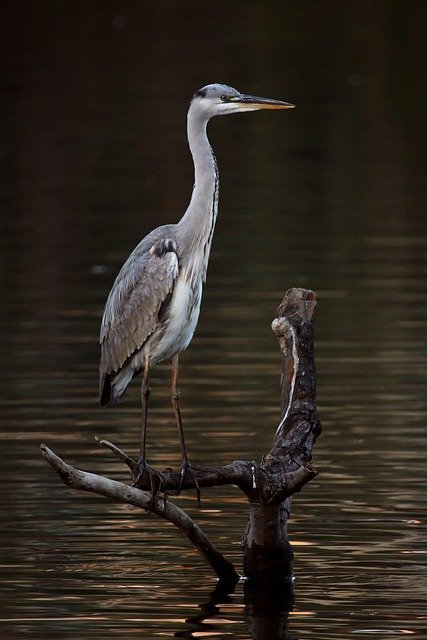 grey heron, heron, bird, wading bird, animal, wildlife, plumage, beak, perched, driftwood, water, nature, driftwood, driftwood, driftwood, driftwood, driftwood