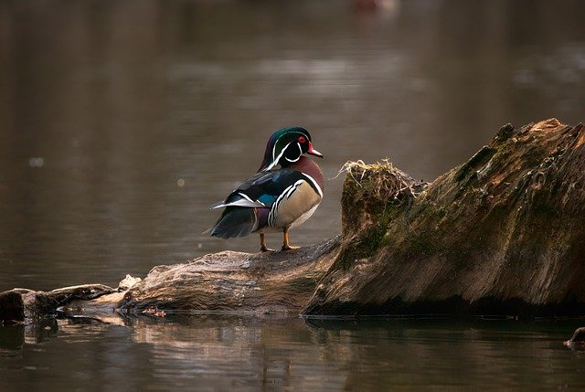 wood duck, lake, bird, ornithology, animal, fauna, nature, marsh, wildlife, wood duck, animal, animal, animal, animal, animal, wildlife, wildlife