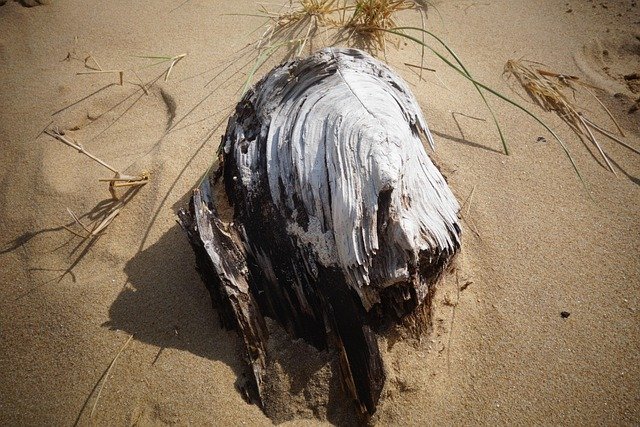 hokitika beach, coast, beach, new zealand, south island, sea, nature, wood, driftwood