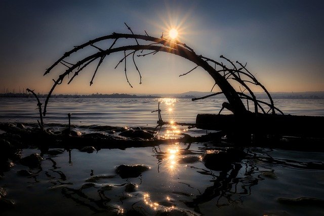 driftwood, trees, water, shore, lake, forest, nature, sky, clouds
