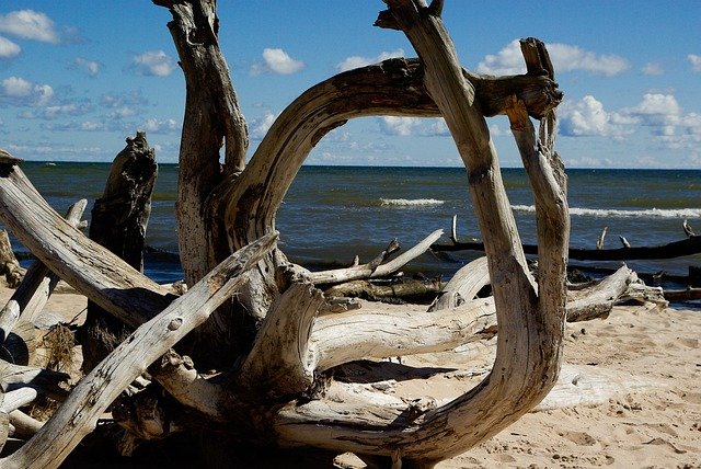 baltic sea, beach, nature, driftwood, dead tree, plugged