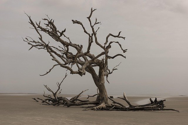 tree, nature, landscape, water, outdoors, dry, sea, environment, wood, silhouetted, solitude, sand, seashore, alone, beach, loneliness, driftwood, coast, brown water, earth day, tree, wood, alone, alone, alone, alone, alone, loneliness