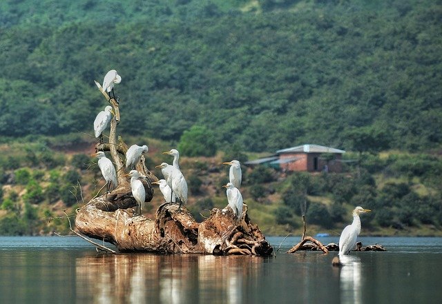 egret, birds, driftwood, lake, heron, animals, wildlife, together, wood, water, nature
