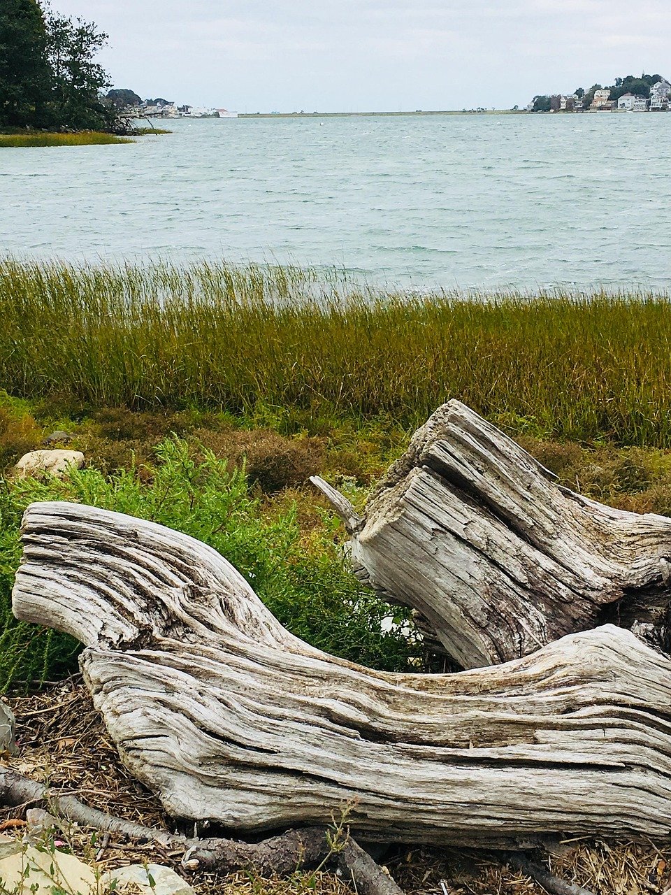 trunk, nature, tree, beach, driftwood