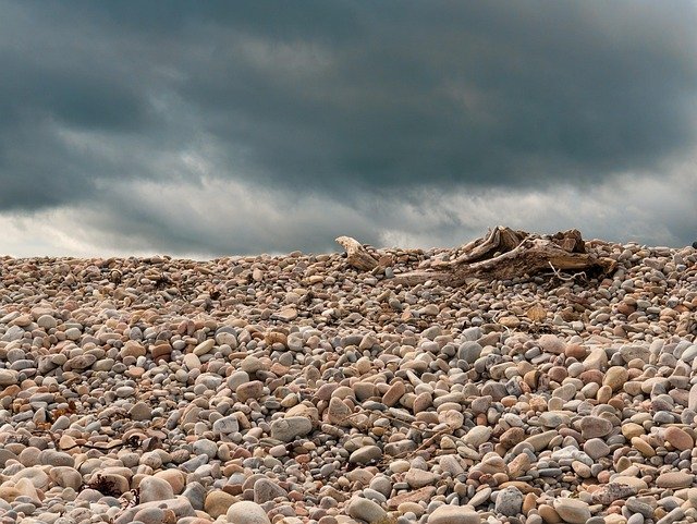 driftwood, beach, nature, water, natural, coast, weathered, shore, tree