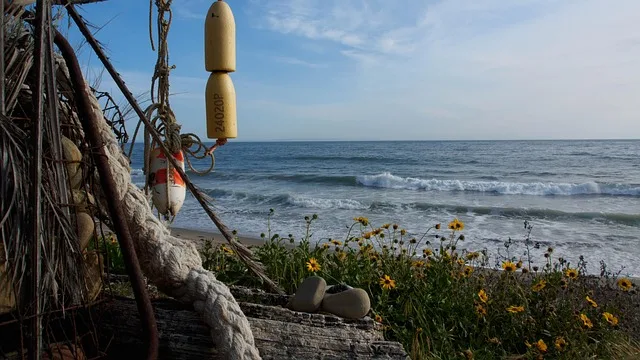 beach, flowers, driftwood, california, sand, waves, nature, flower wallpaper, beautiful flowers, summer, flower background, buoy