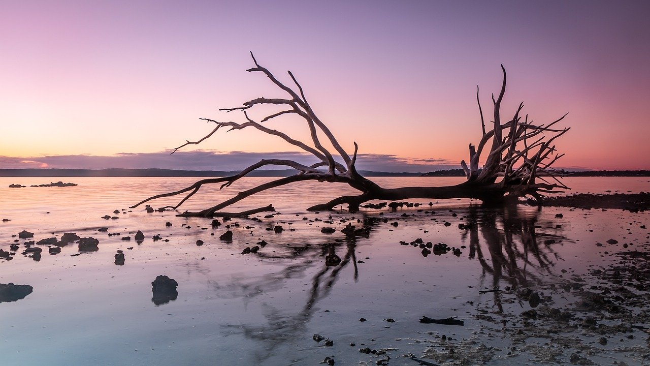 egret, bird, driftwood, lake, heron, animal, wildlife, wood, water, nature