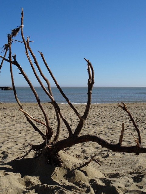 isle of wight, sandown beach, branches, sea, nature, sky, jetsam, driftwood, beach
