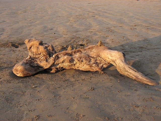 drift, wood, beach, nature, pendine, sands, wales, weathered, driftwood