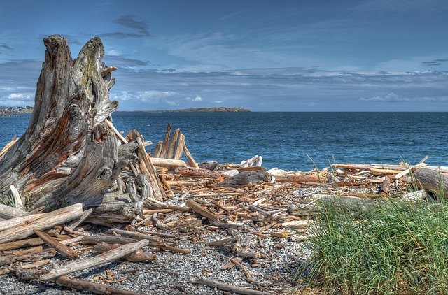 drink, blue sky, sea, landscape, driftwood, ocean, holiday, water, summer, sky, sand, nature, seaside, dead tree, blue