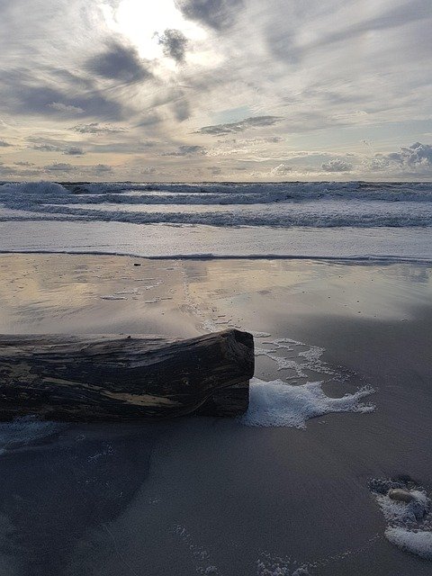 wood, nature, sand, beach, sea, sandy beach, summer, driftwood, most beach